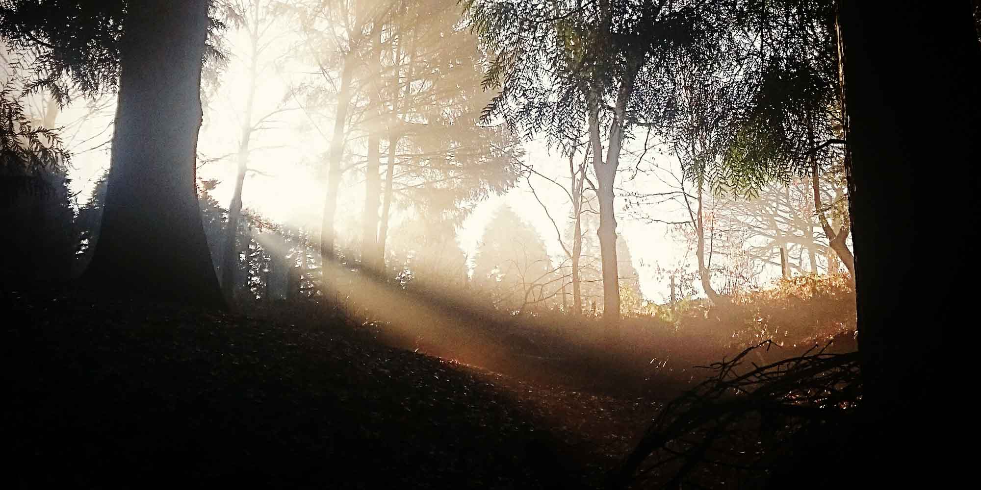 sun-through-trees